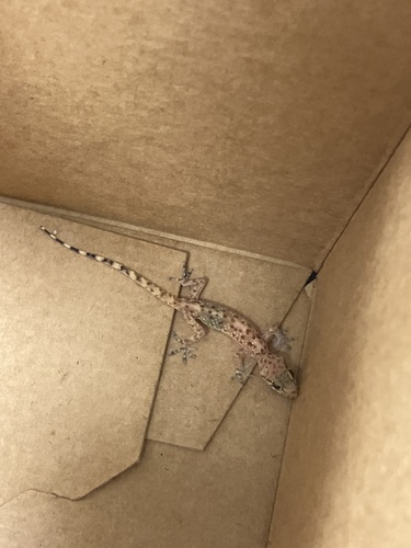Mediterranean House Gecko