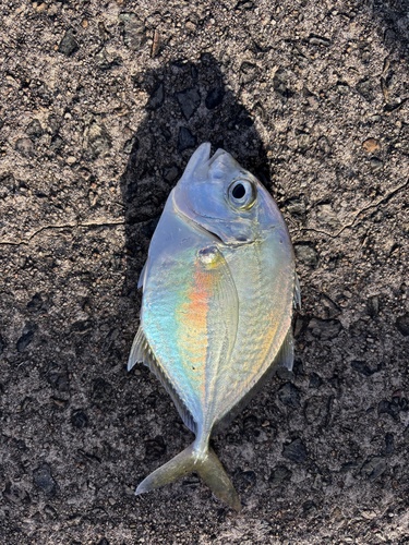 Longnose Trevally
