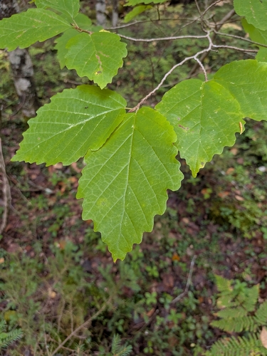 american witch-hazel