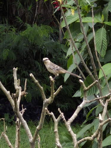 Chalk-browed Mockingbird