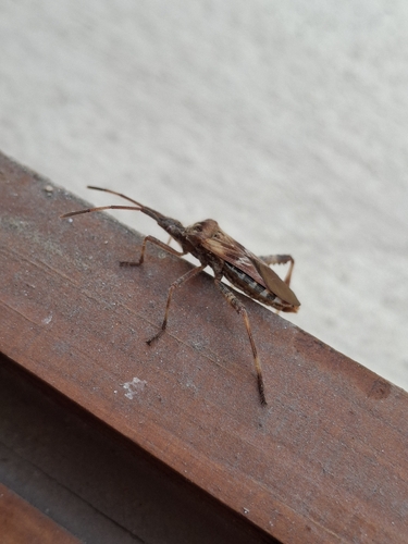 Western Conifer Seed Bug