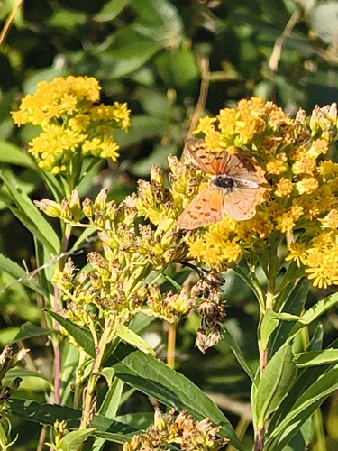 Small Copper