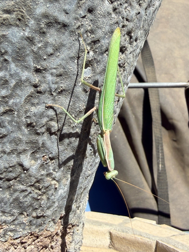 Mediterranean Mantis