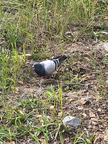 Feral Pigeon