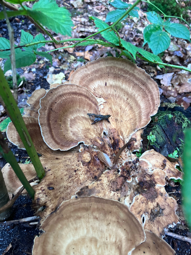 Giant Polypore