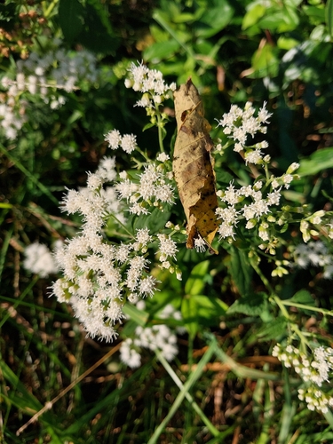 white snakeroot