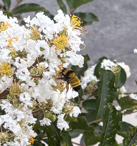 Sonoran Bumble Bee