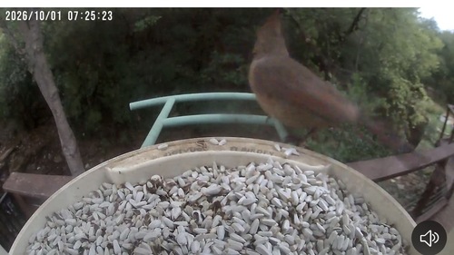 Northern Cardinal