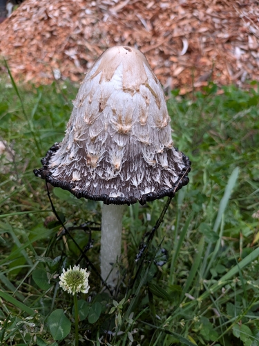 Shaggy Mane