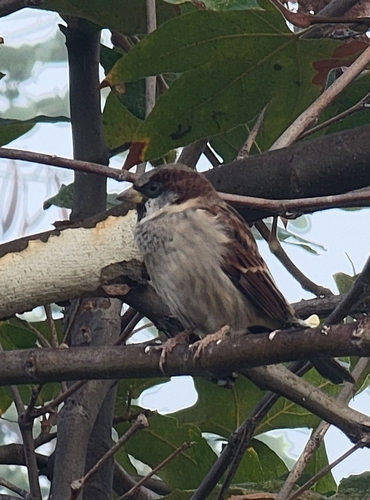 House Sparrow