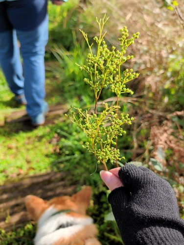 Meadowsweet