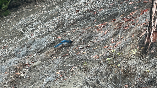 California Scrub-Jay