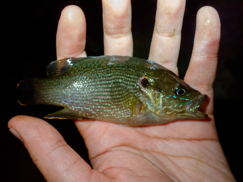 Green Sunfish