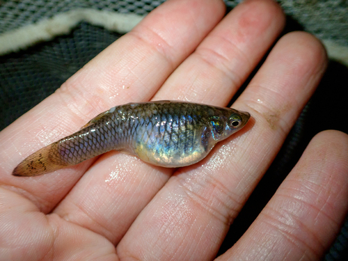 Western Mosquitofish