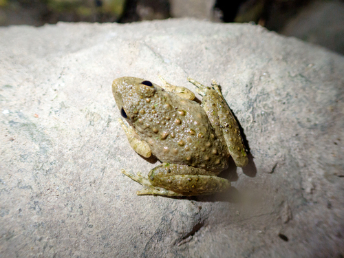 Blanchard's Cricket Frog