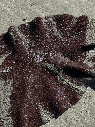 Turkish Towel