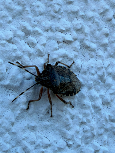 Mottled Stink Bug