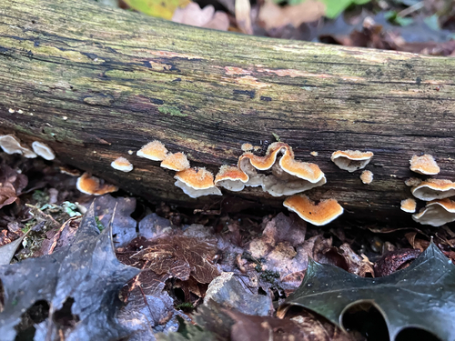 hairy curtain crust