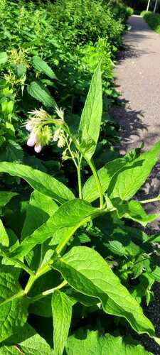common comfrey