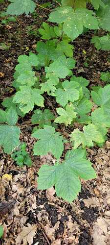 sycamore maple