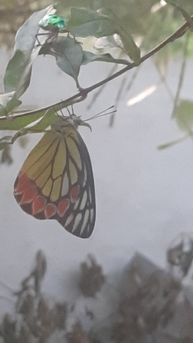 Common Jezebel