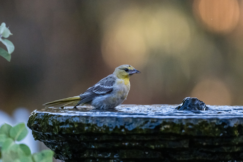 Bullock's Oriole