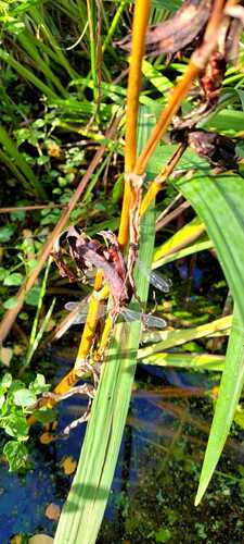 Western Willow Spreadwing
