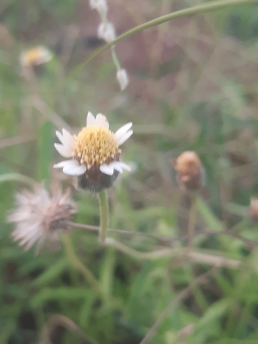 Tridax Daisy