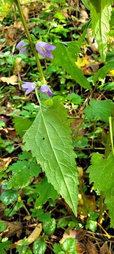 Nettle-leaved Bellflower