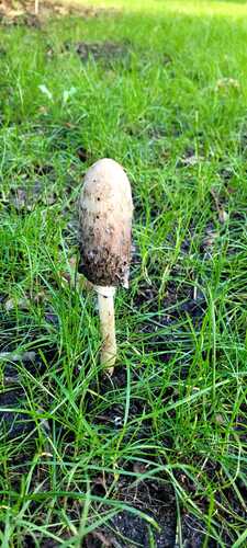 Shaggy Mane