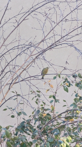 Western Tanager