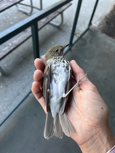iNaturalist observation photo of Hermit Thrush