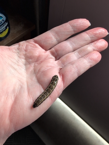 Yellow-striped Armyworm Moth