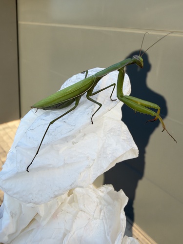 European Mantis