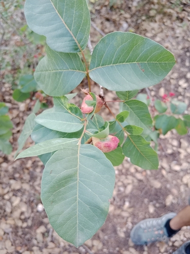 terebinth