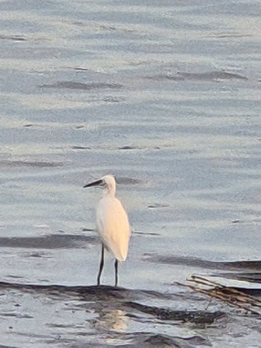 Little Egret