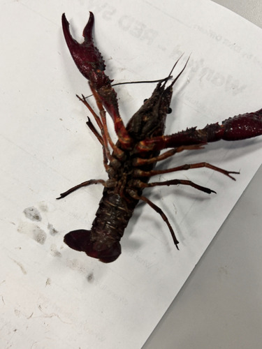 Red Swamp Crayfish