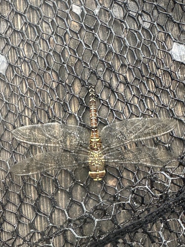 Migrant Hawker