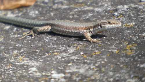 Common Wall Lizard