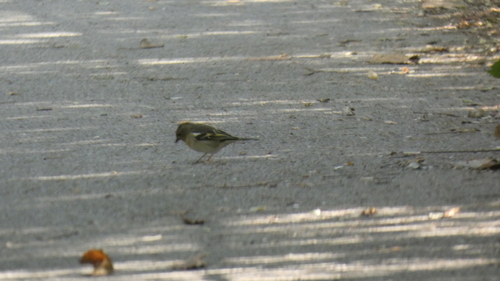 Common Chaffinch