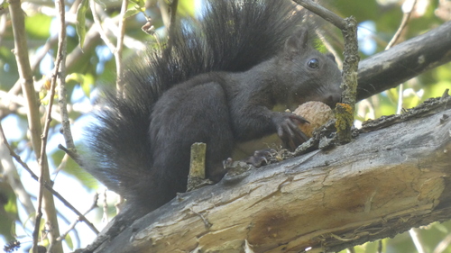 Eurasian Red Squirrel