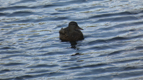Mallard