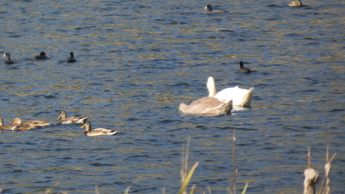Mute Swan
