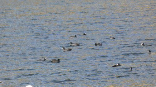 Common Coot