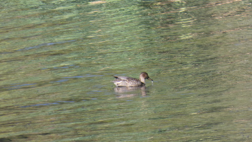Gadwall