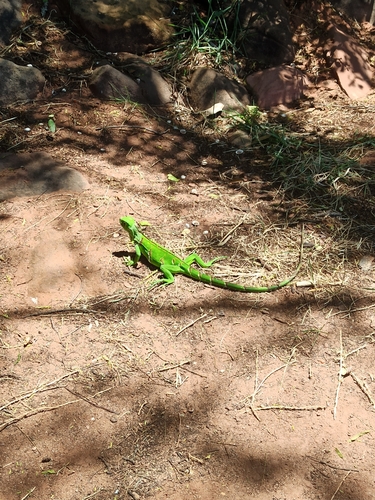 Green Iguana