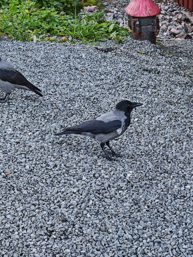 Hooded × Carrion Crow