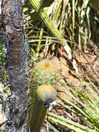 Pilosocereus catingicola
