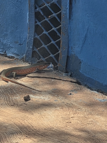 Fire-sided Skink