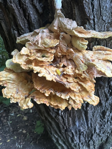 chicken of the woods